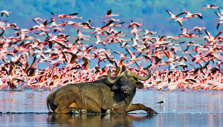 Lake Nakuru